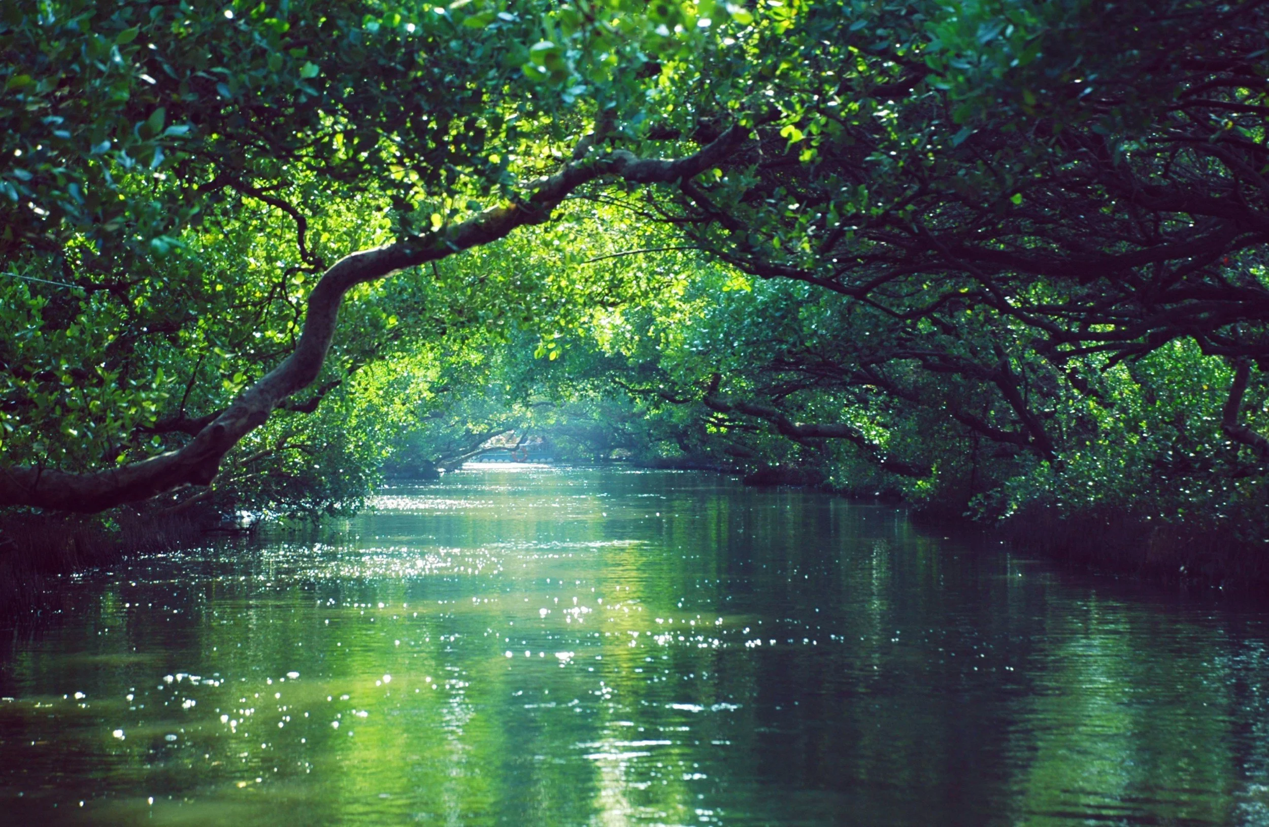 A lush green forest with tree branches overhanging a calm river, sunlight sparkling on the water.