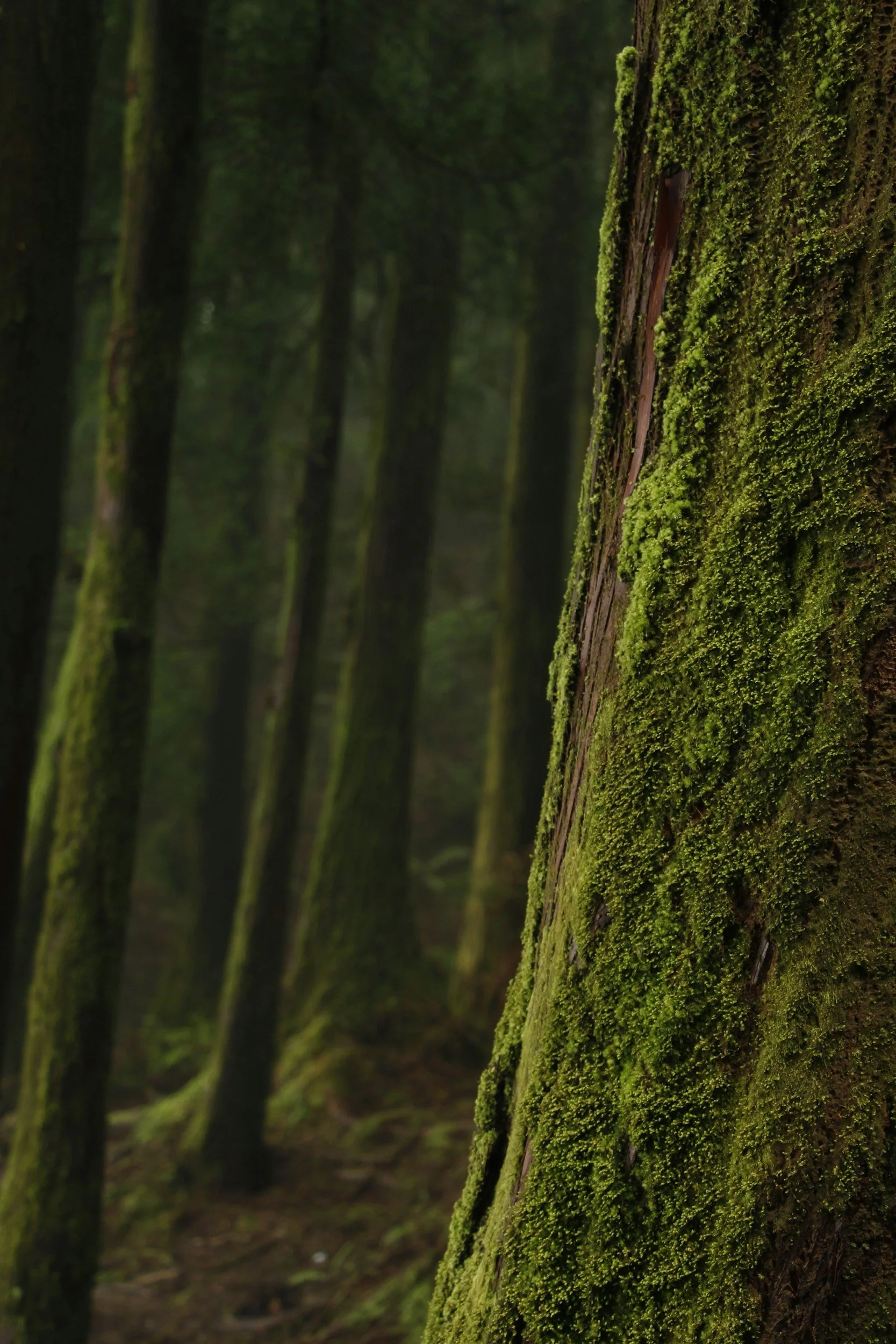 Close-up of a moss-covered tree trunk in a dense forest with other trees blurred in the background.