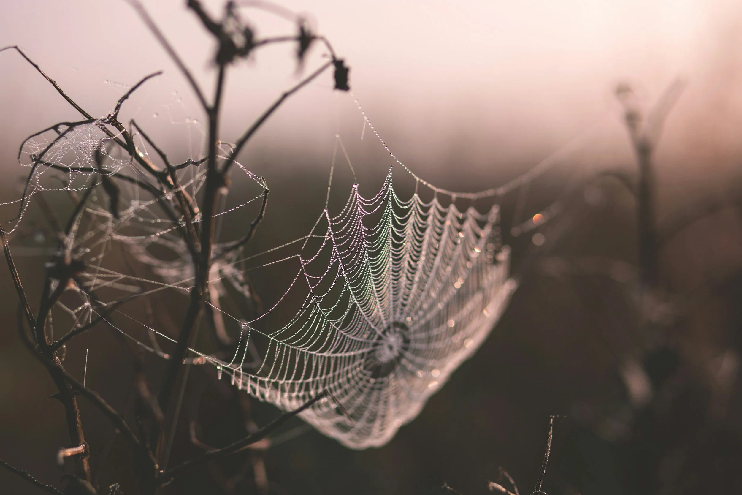 Close-up of a spider web with dew droplets on the strands, attached to dry plant stems in a foggy natural setting.
