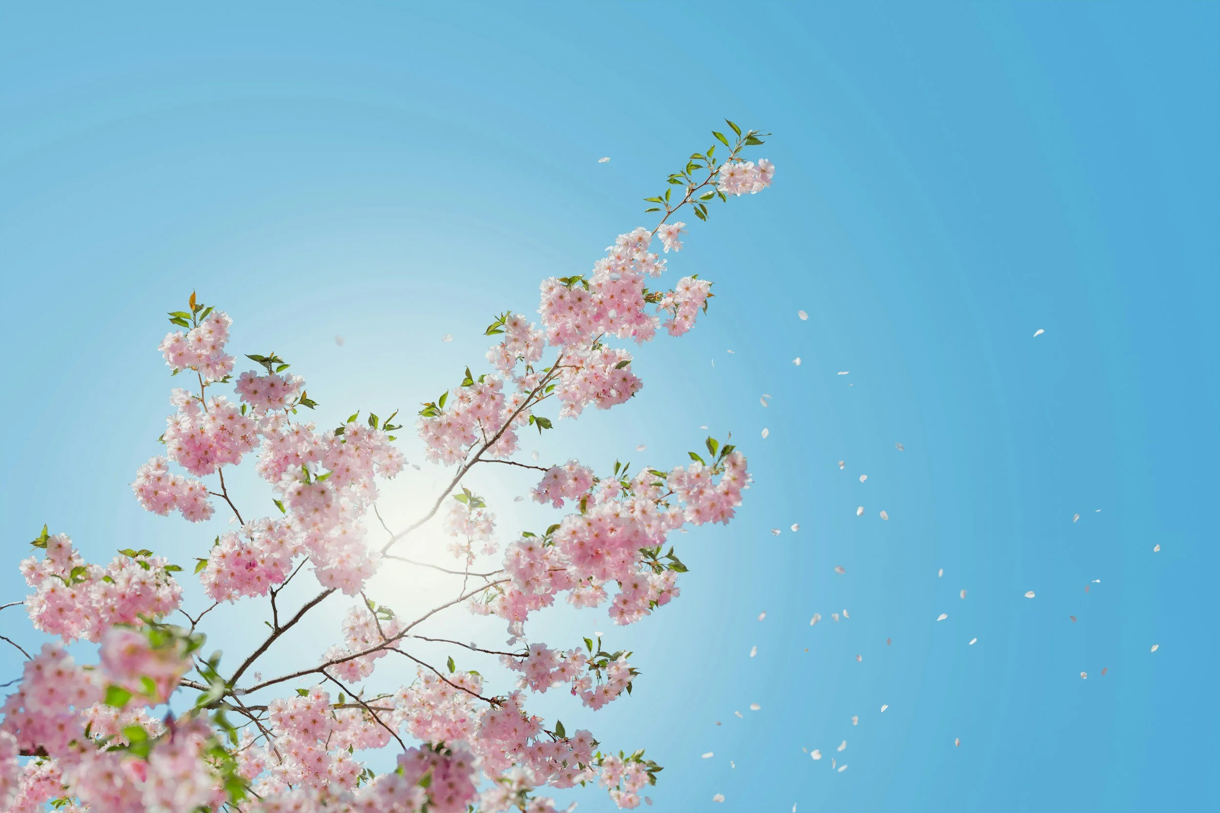 Pink cherry blossoms on a branch against a bright blue sky with a few falling petals.