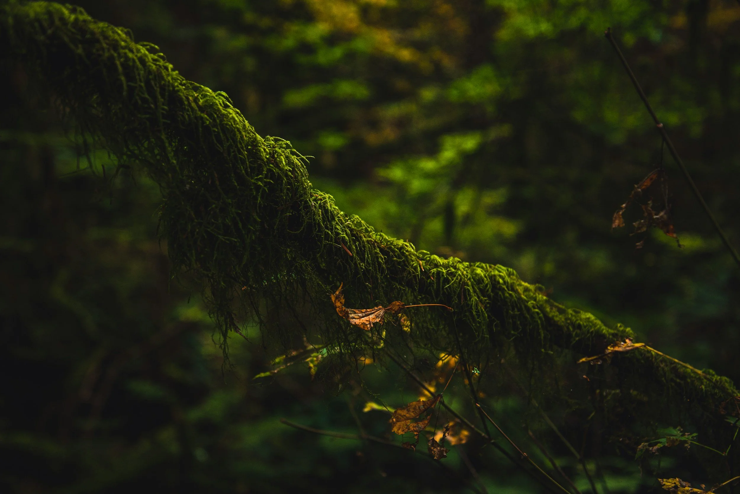 Close-up of a moss-covered tree branch in a dense forest with green and brown foliage.