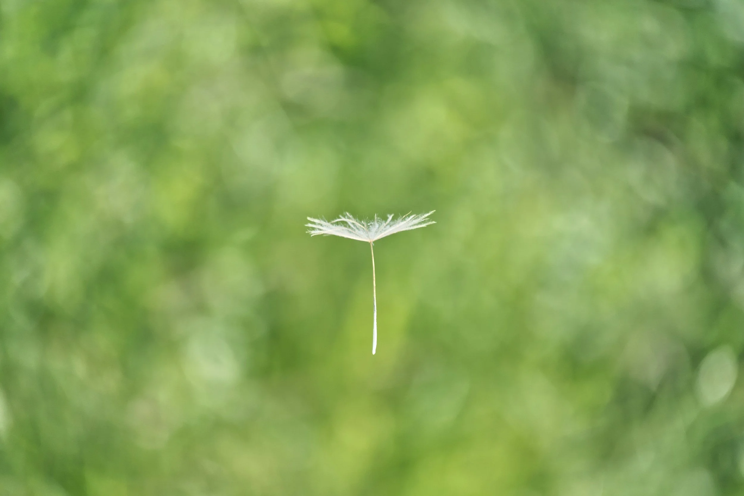 A single white dandelion seed floating against a blurred green background.
