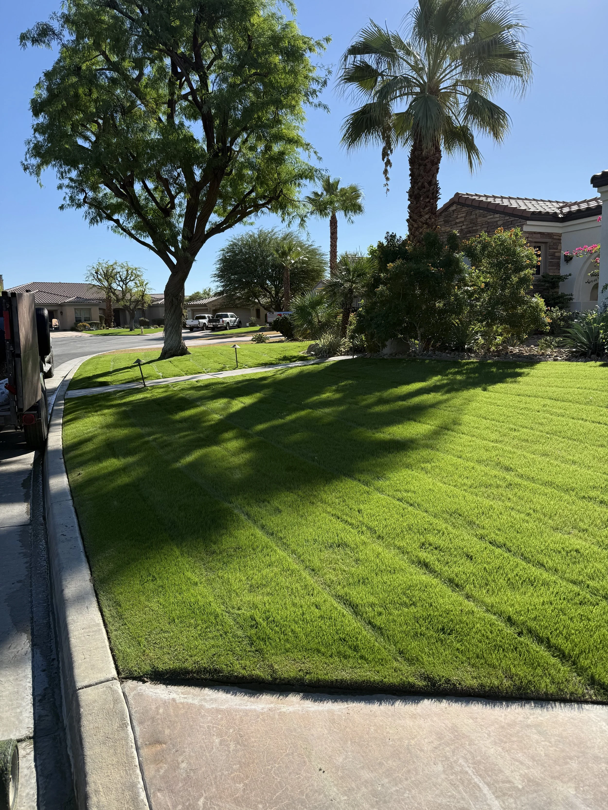 Front yard of a house with well-manicured green grass, large trees, and palm trees under a clear blue sky.