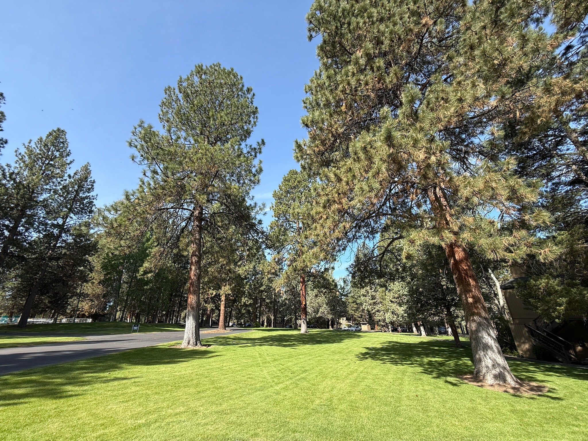 A park with tall pine trees, green grass, a sidewalk, and houses in the background under a clear blue sky.