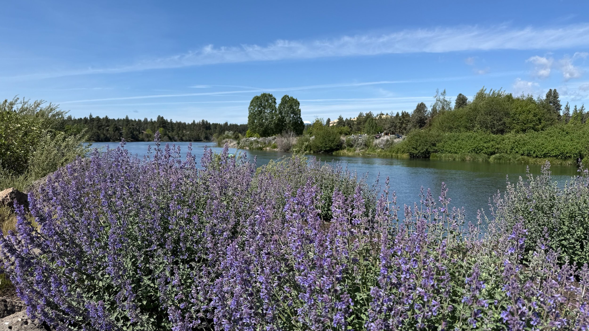 A scenic riverside with purple flowers in the foreground, green trees along the riverbanks, and a blue sky with some clouds and contrails.