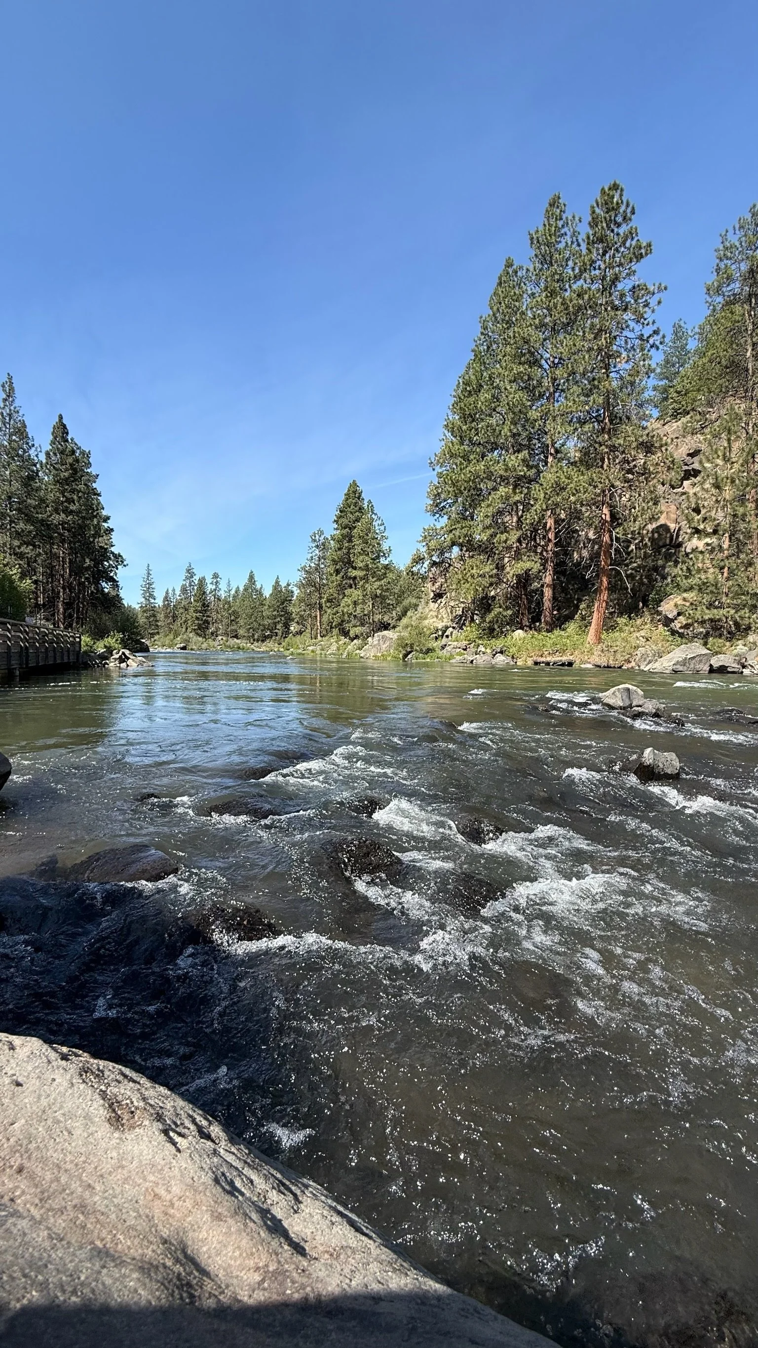 A river flowing through a forested area with green pine trees along the rocky banks, under a clear blue sky.