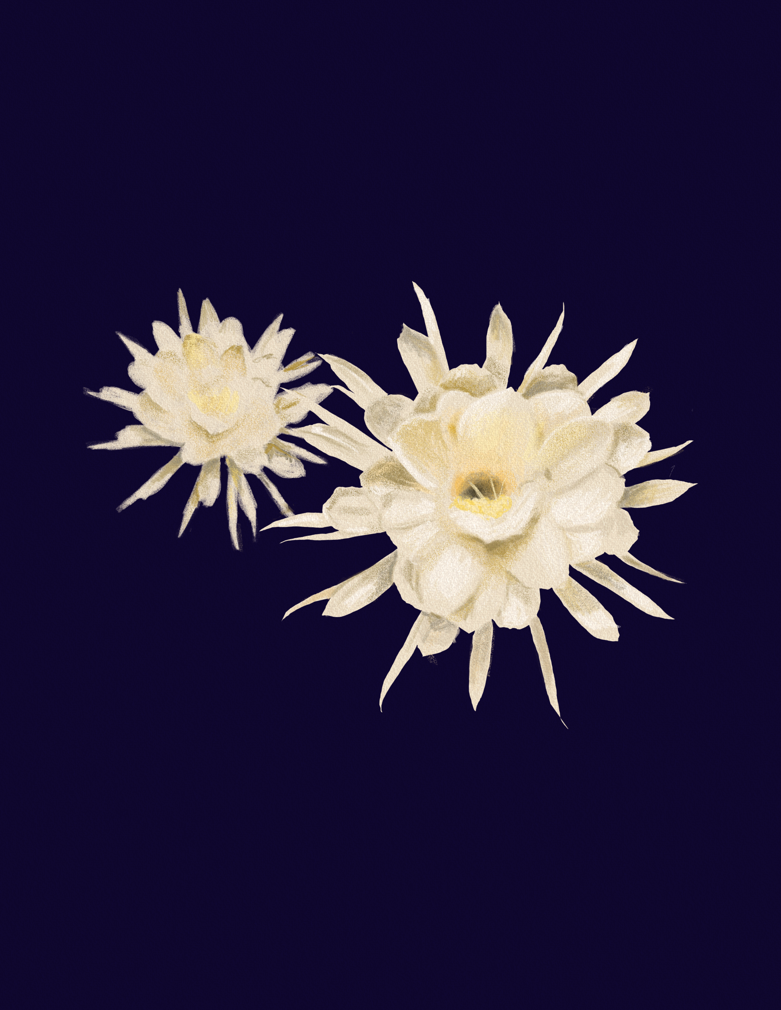Queen of the Night Cactus.png