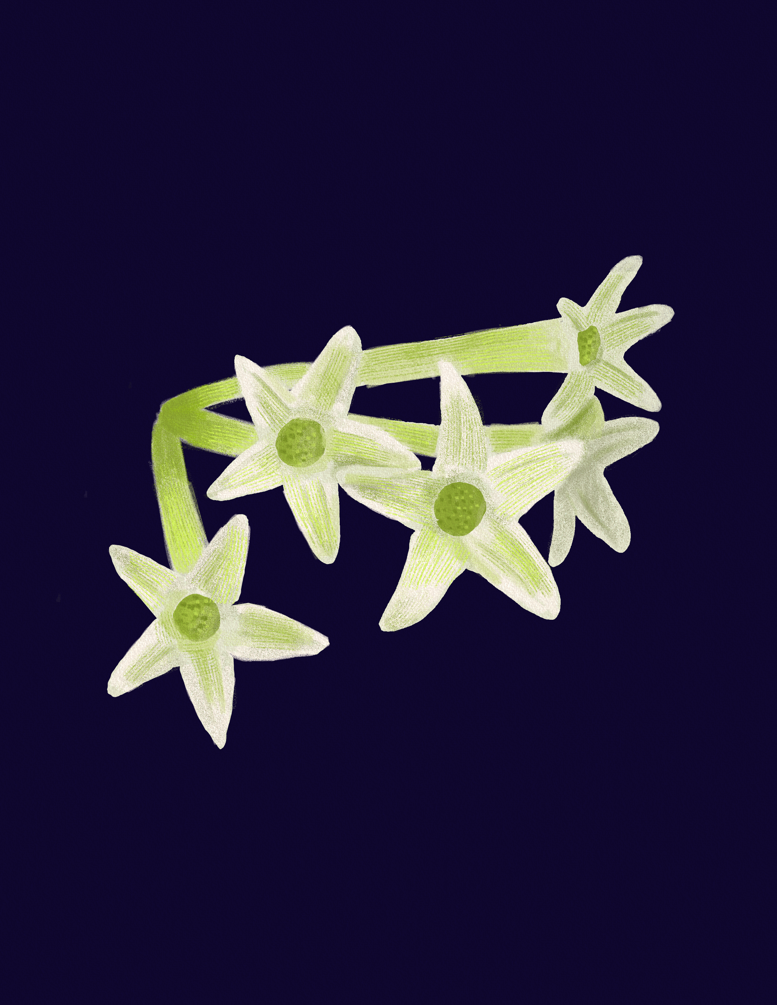 Night Blooming Jasmine.png