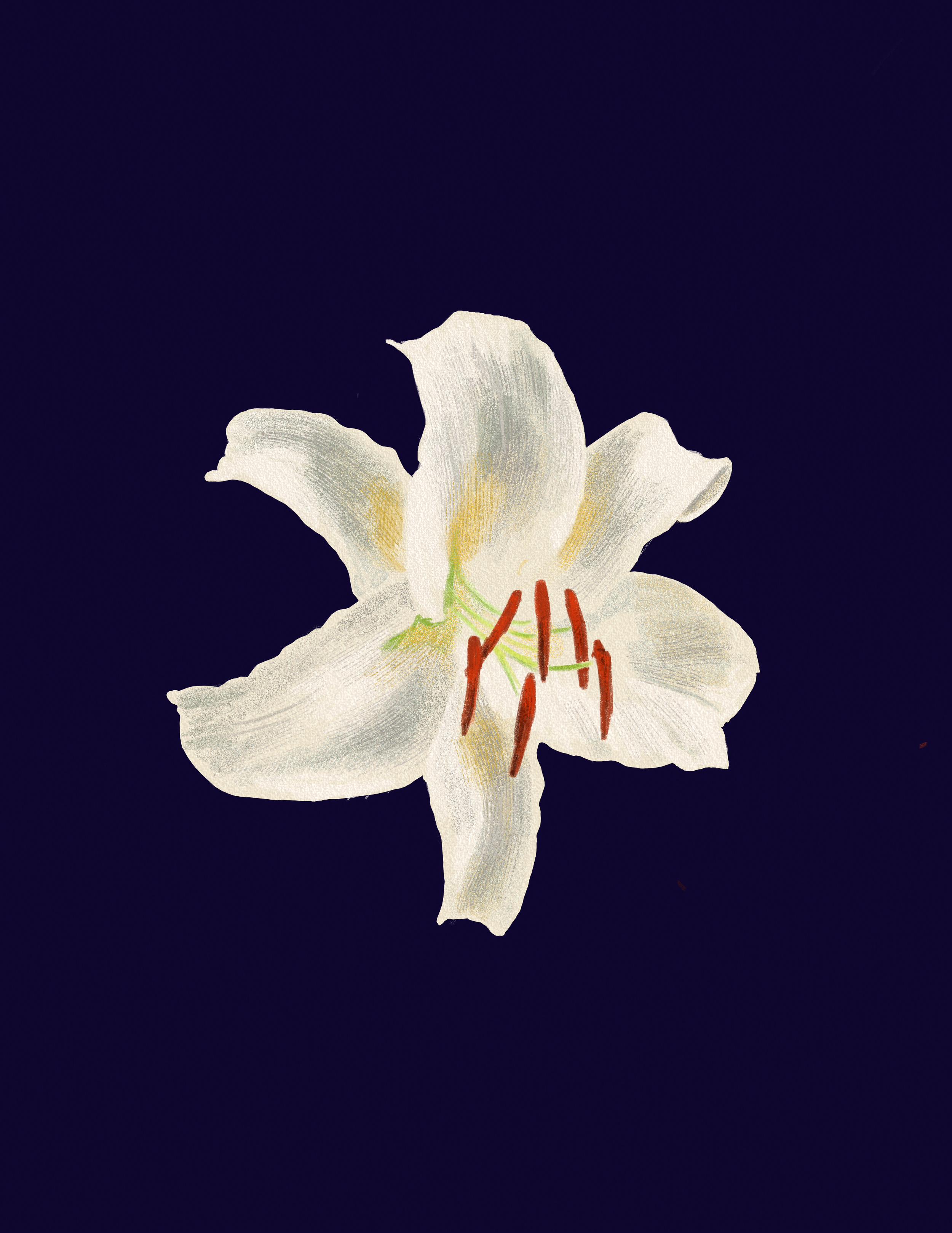 Casa Blanca Lily.png