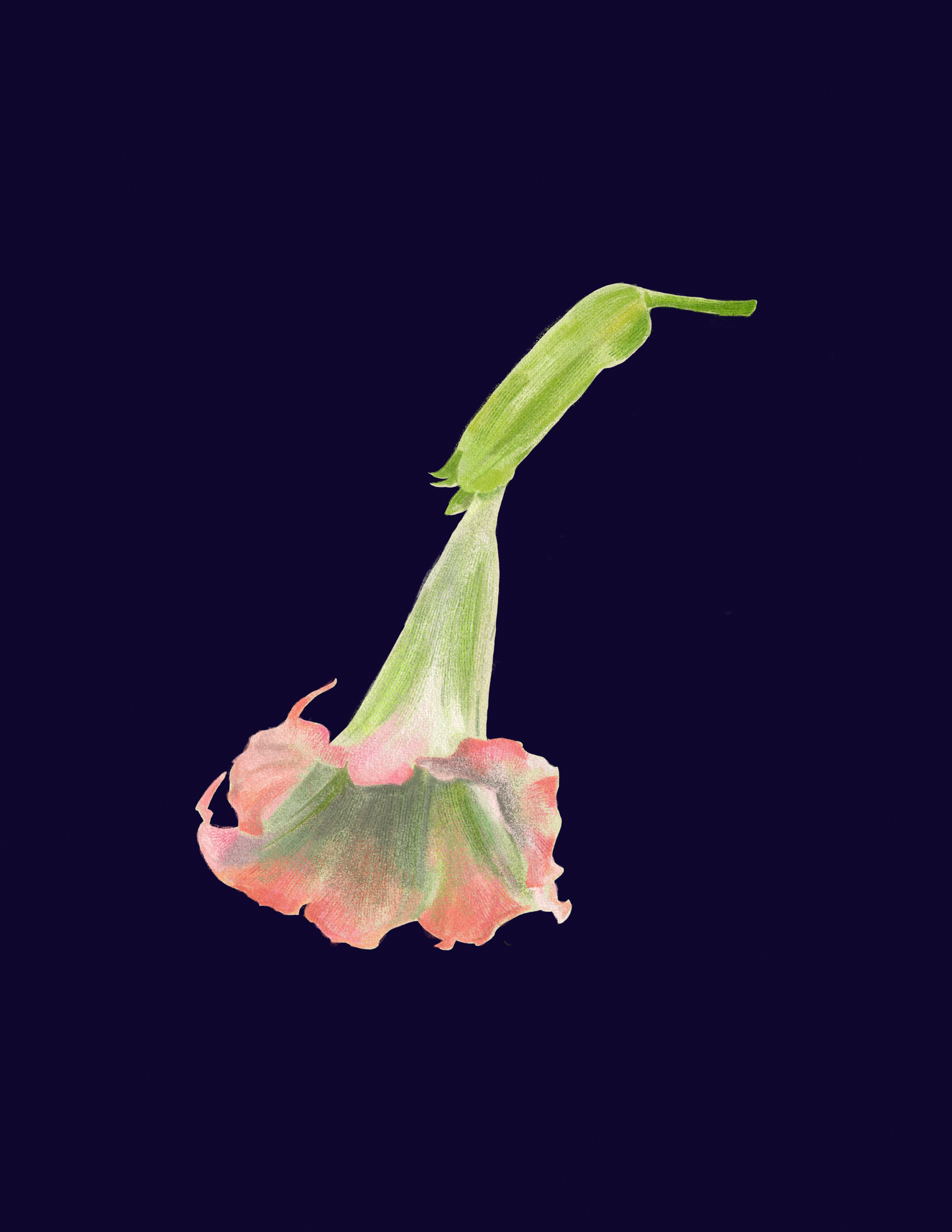 Angels Trumpet.png