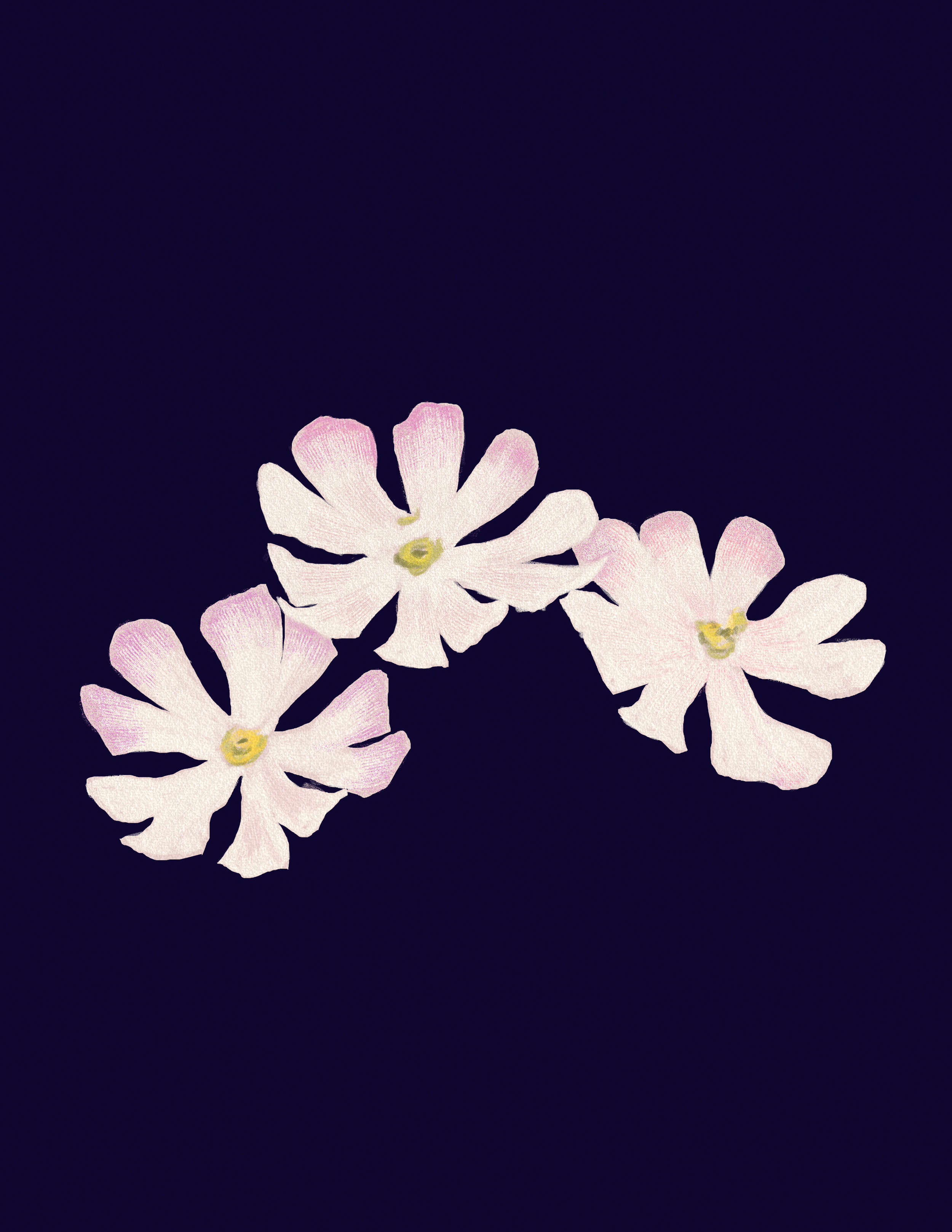 Night Phlox.png