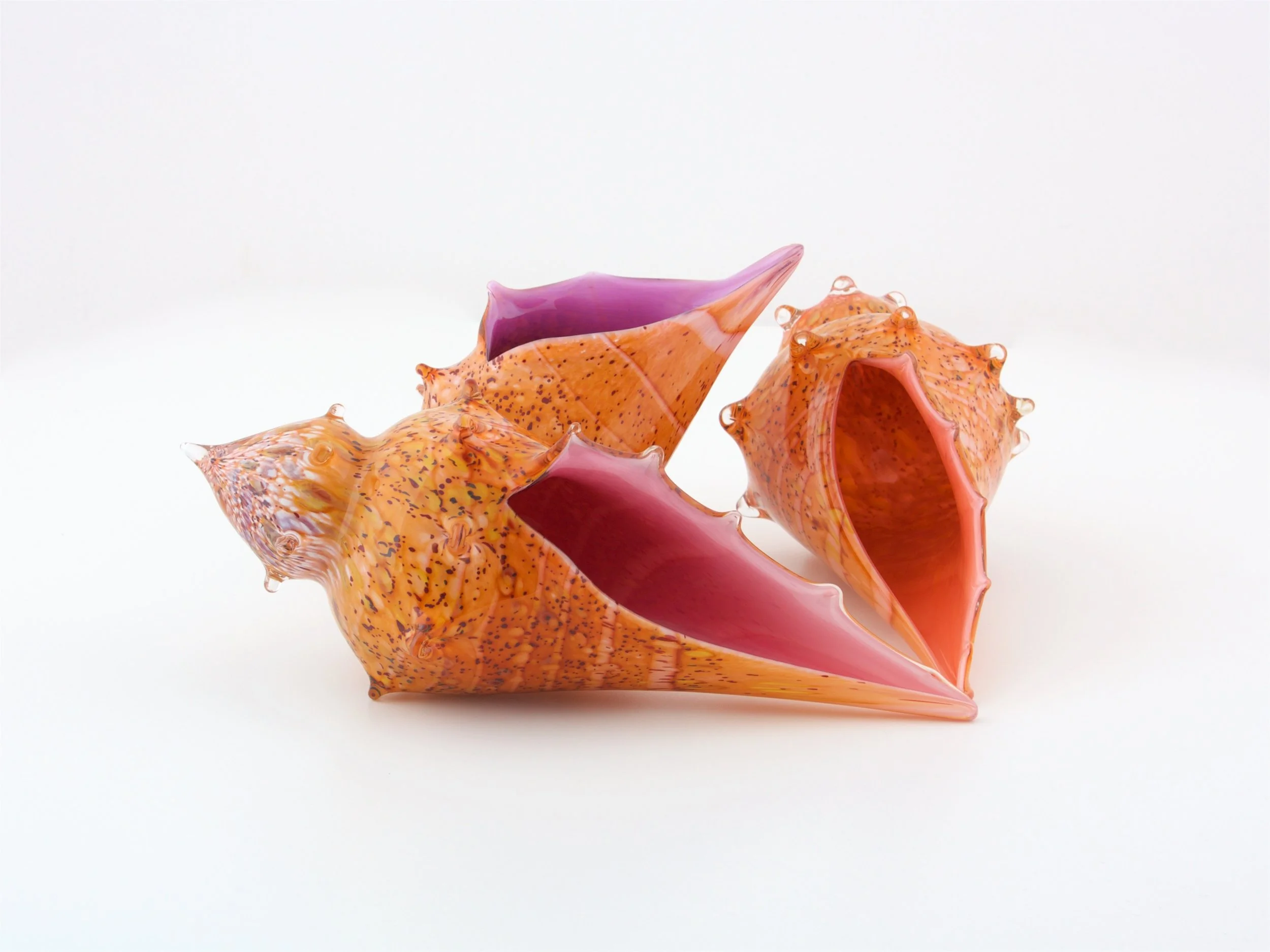 Sea shell by Mark Gordon.jpg
