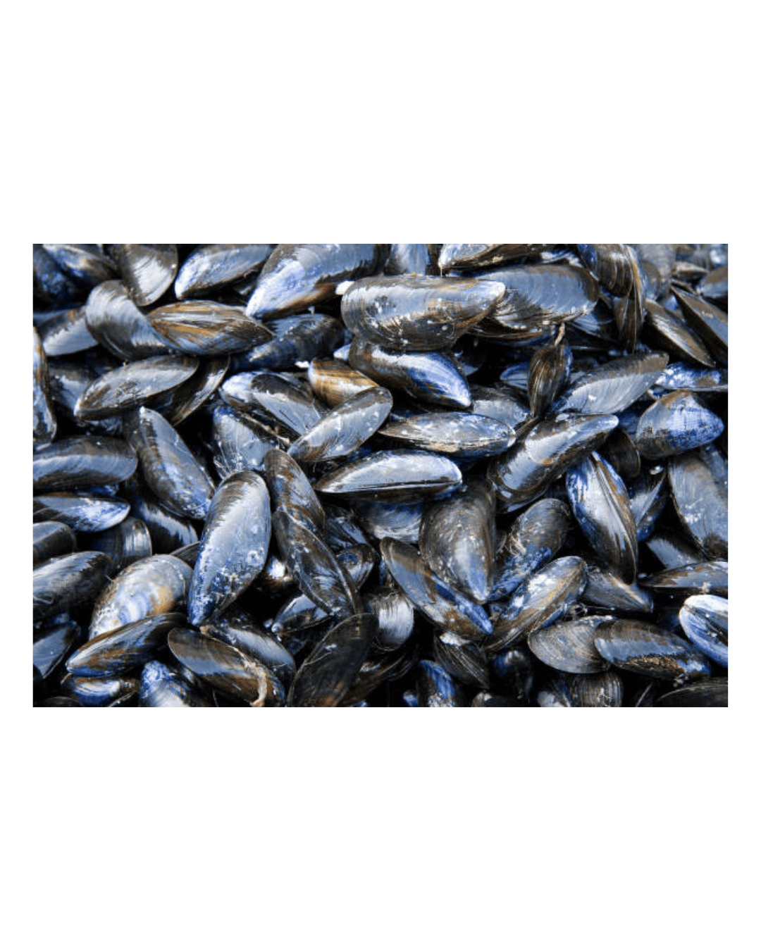 Black Mussel