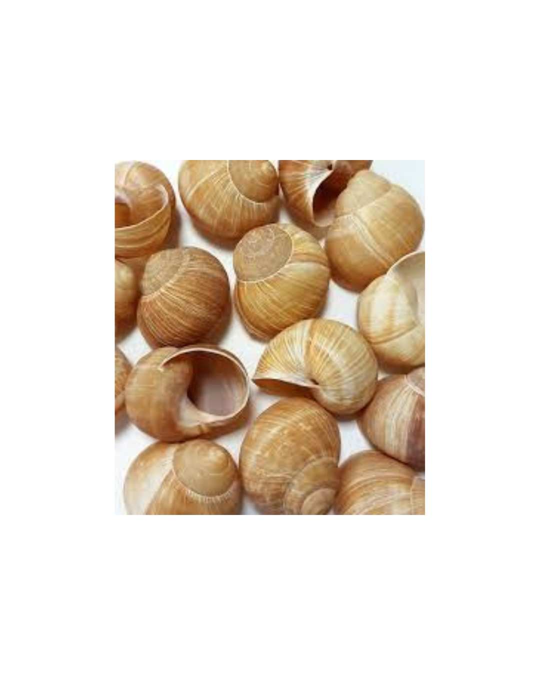 Coquille Escargot