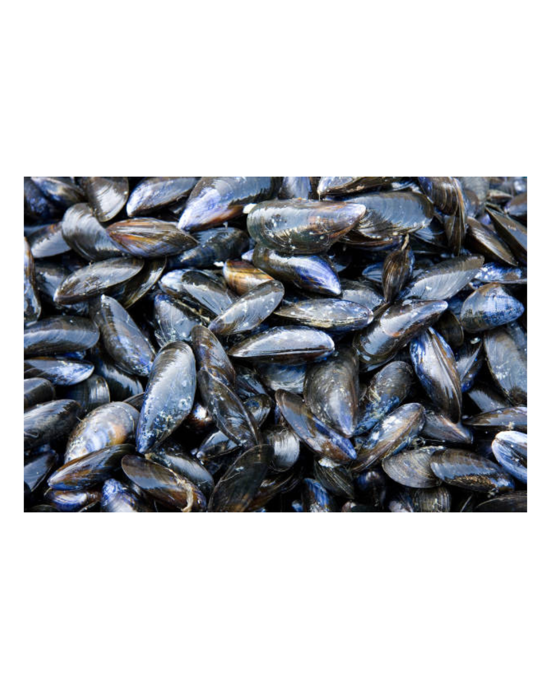 Black Mussel