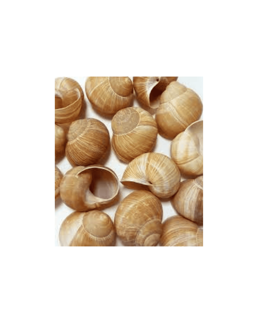 Coquille Escargot