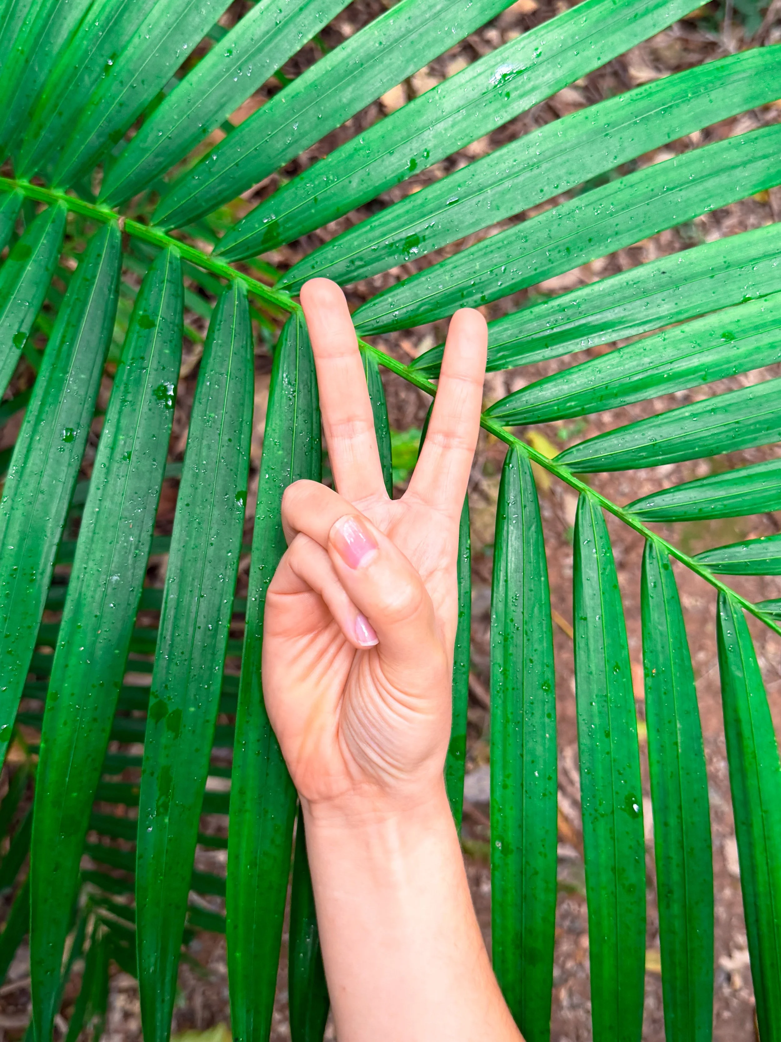 A hand making a peace sign near a green palm leaf with water droplets in an outdoor setting.