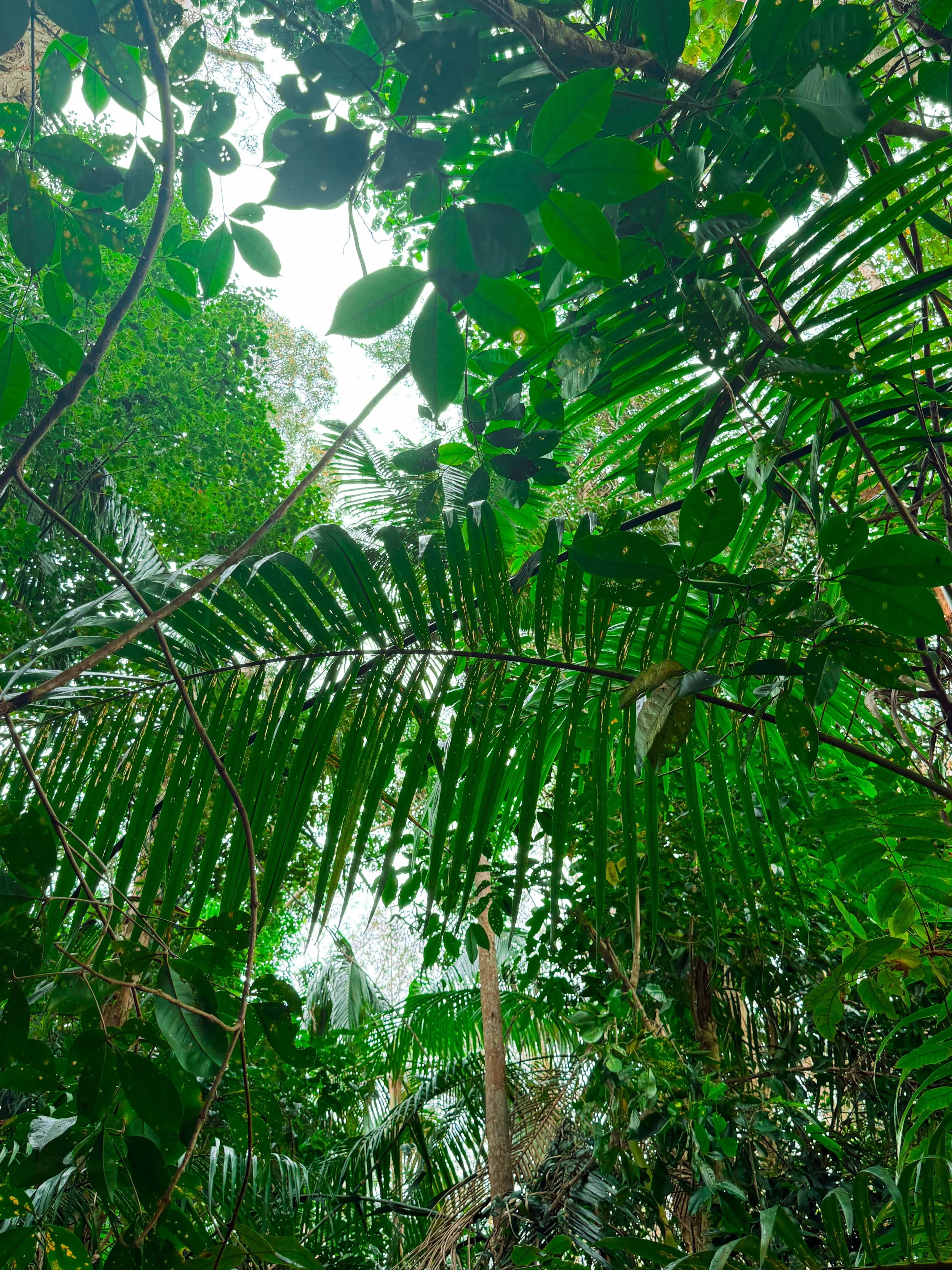 Looking up into the dense green canopy of a tropical rainforest, with various types of leaves and branches reaching towards the sky, sunlight filtering through the foliage.