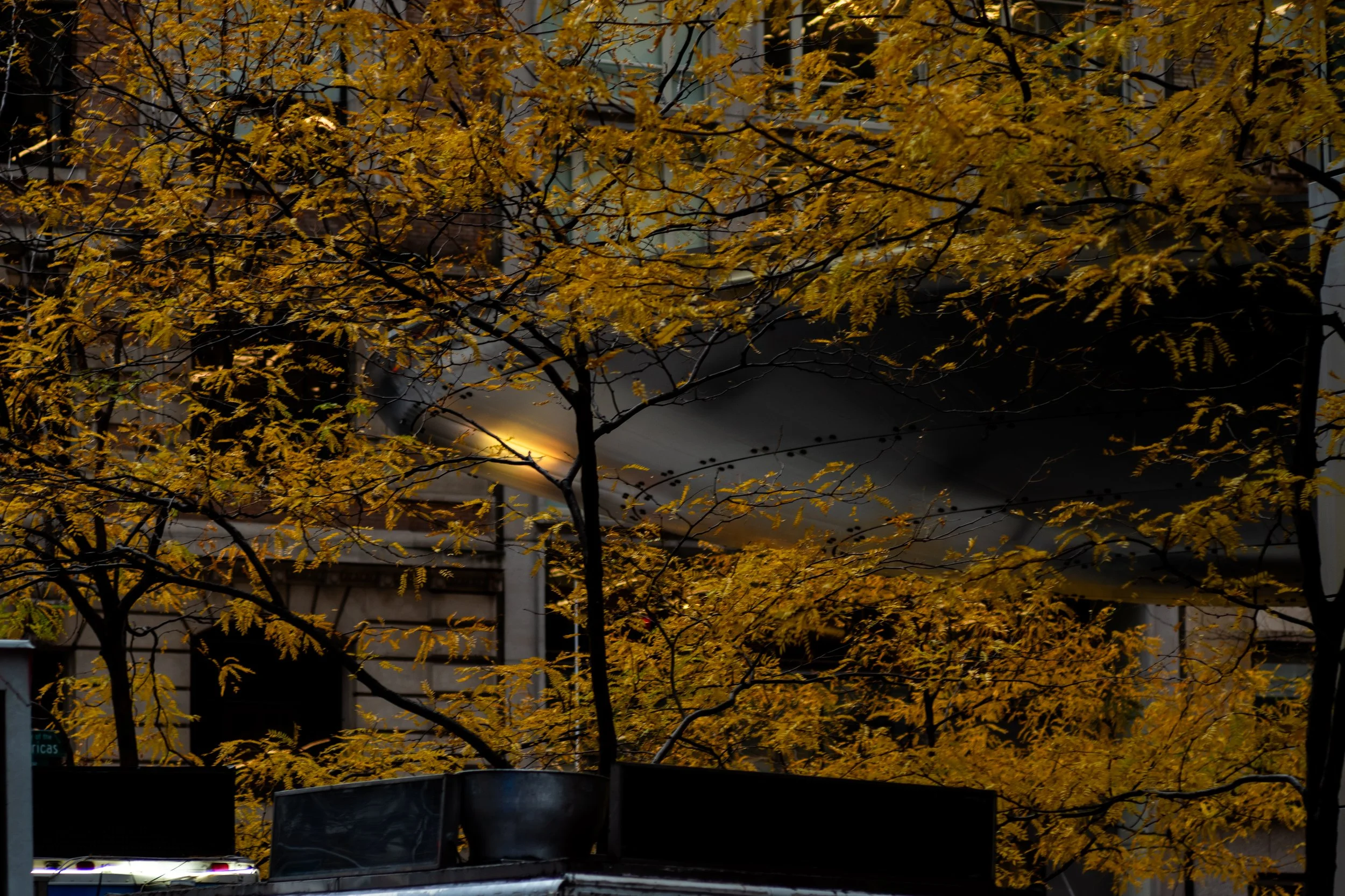 (Original title unknown) "Ginko at the China Bank" (2025). Medium: Digital Photography. Dimensions: Variable.