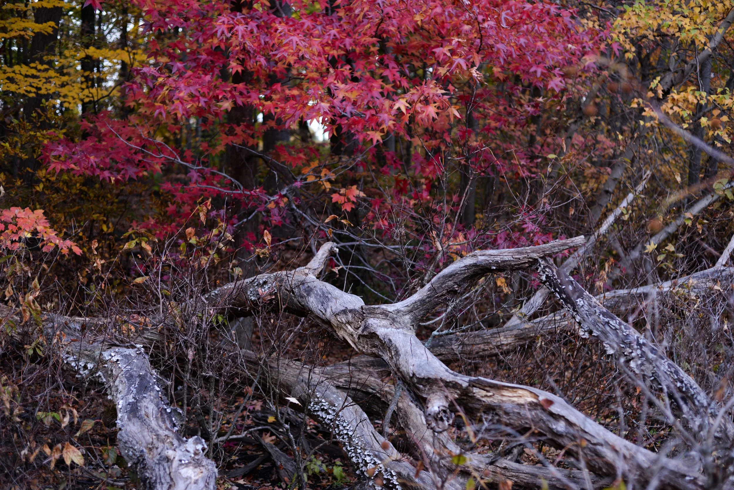 "Englewood and Tenafly XXVII" (2015). Medium: Digital Photography. Dimensions: Variable.