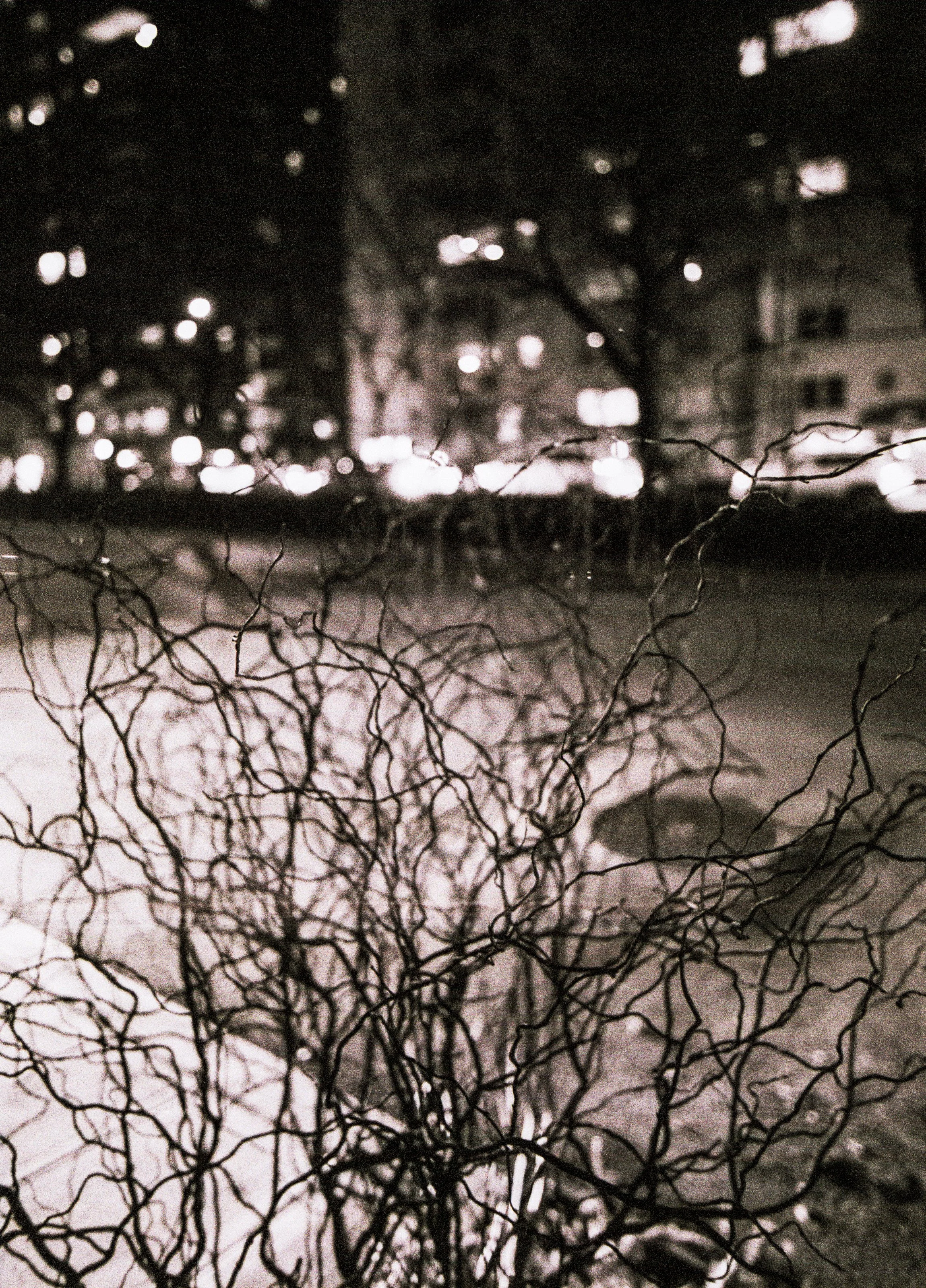 "Threads of Life" (2025). Medium: Film Photography Scanned and Digitally Processed. Dimensions: Variable.