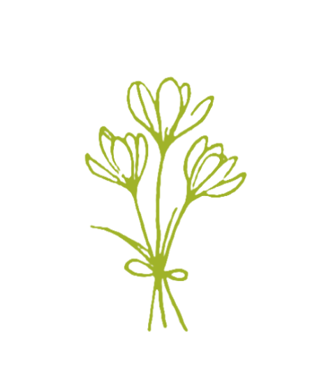 Illustration of a small green plant with multiple leaves tied together with a string.