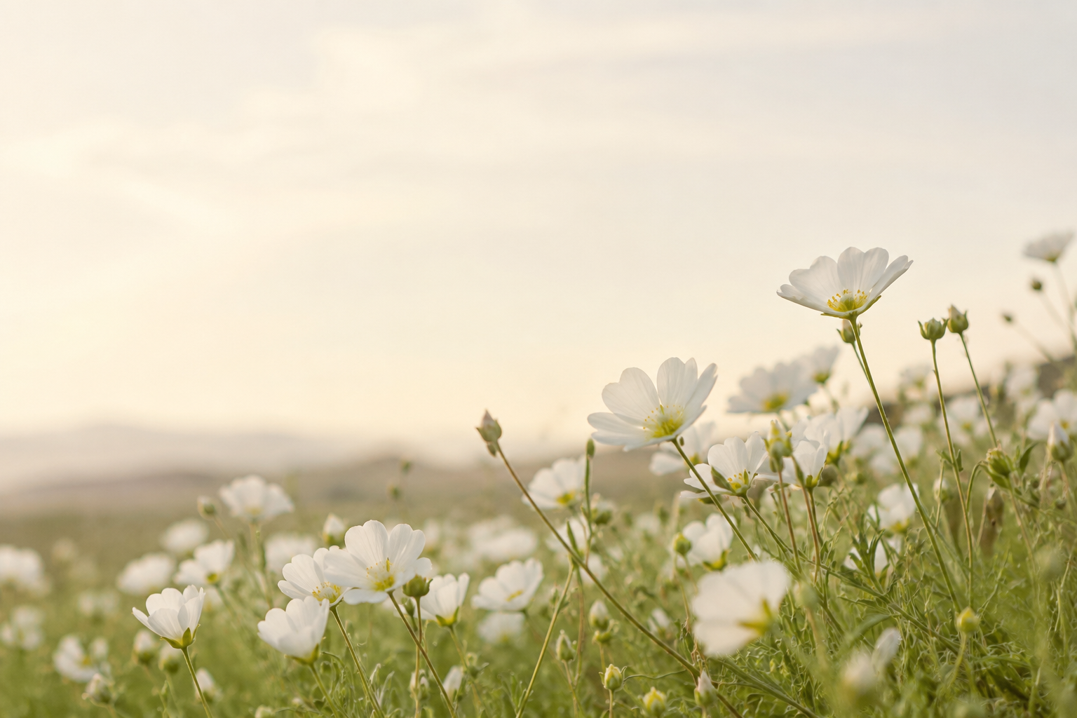 Meadowfoam Seed Oil: A Refined Botanical for Concentrated, Waterless Formulations.