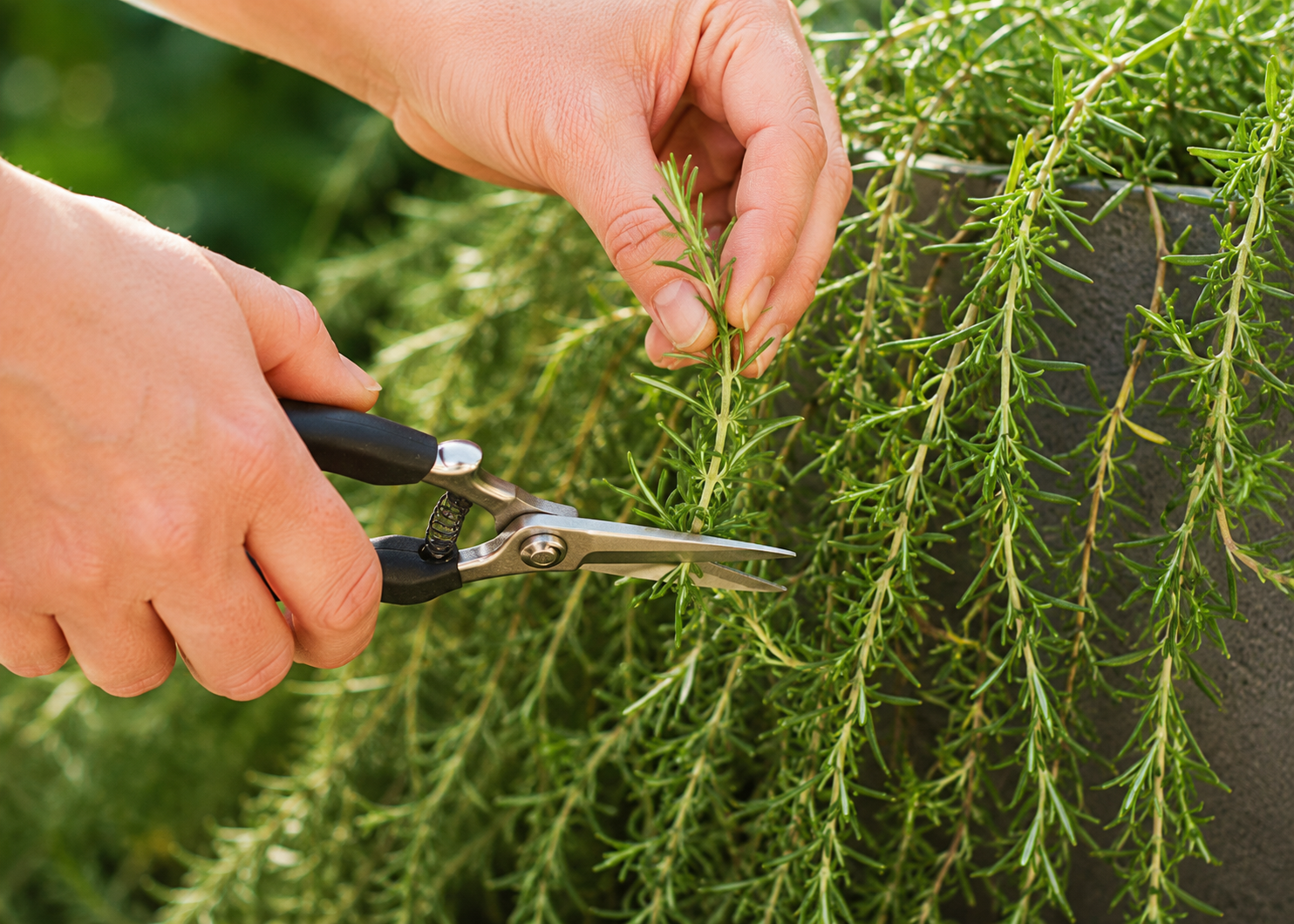 Rosemary Essential Oil vs. Rosemary Infused Oil: Similar Herb, Different Benefits