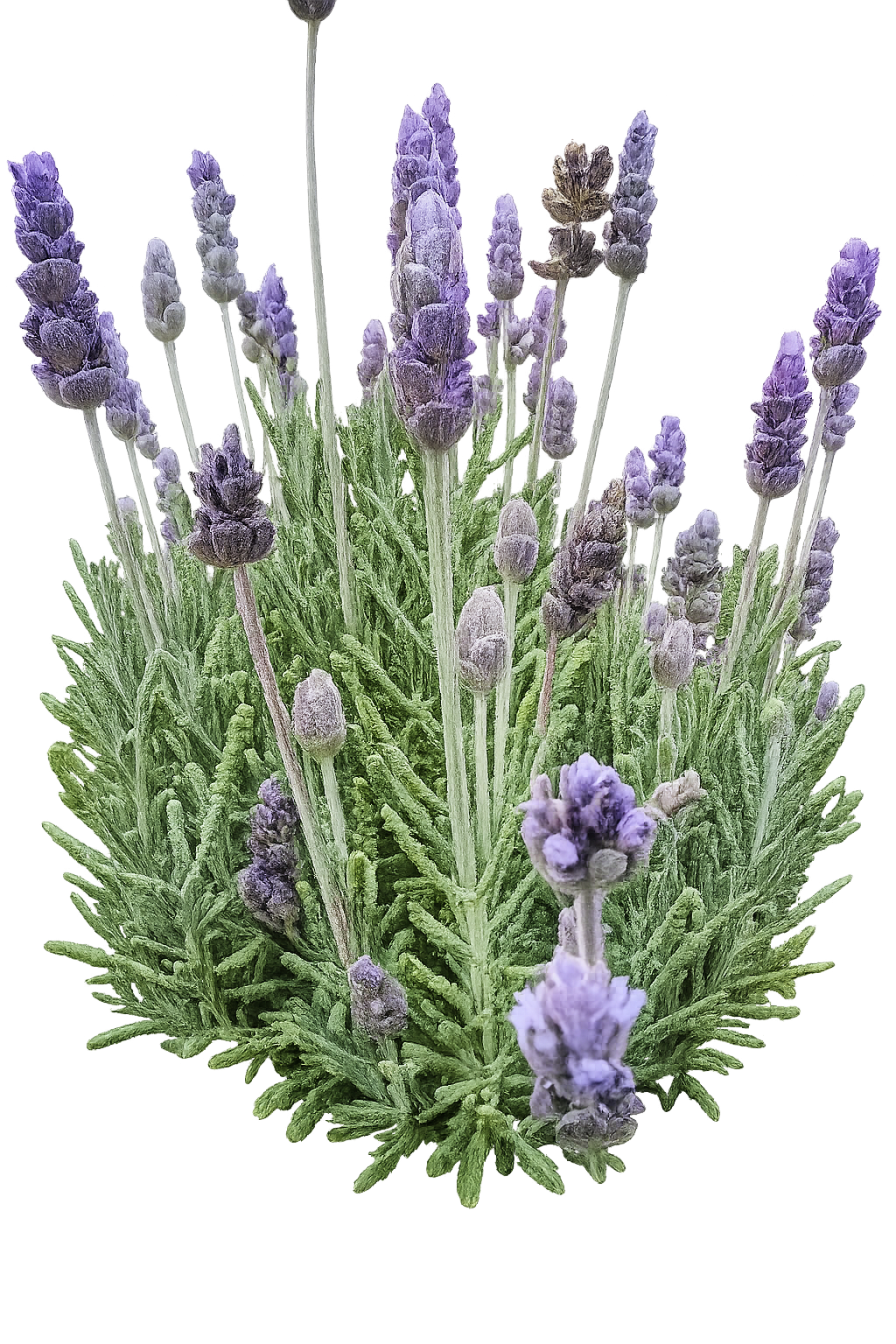 A close-up visual of a blooming purple French lavender plant from the artisan's garden, featured alongside the Harvest & Bloom customer contact form.