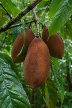 Large Cupuacu fruits hanging from a Theobroma grandiflorum tree in the Amazon rainforest, harvested for raw botanical cupuacu butter production.