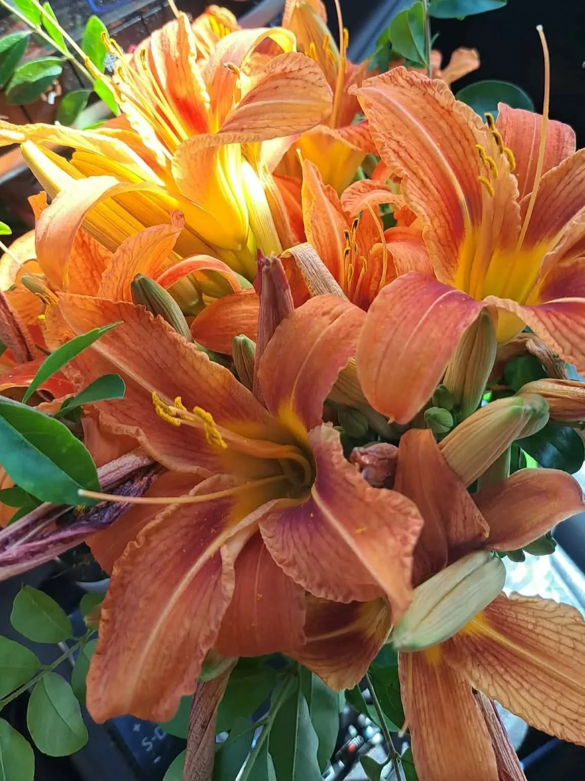 Cluster of orange lilies with yellow stamens and green leaves.