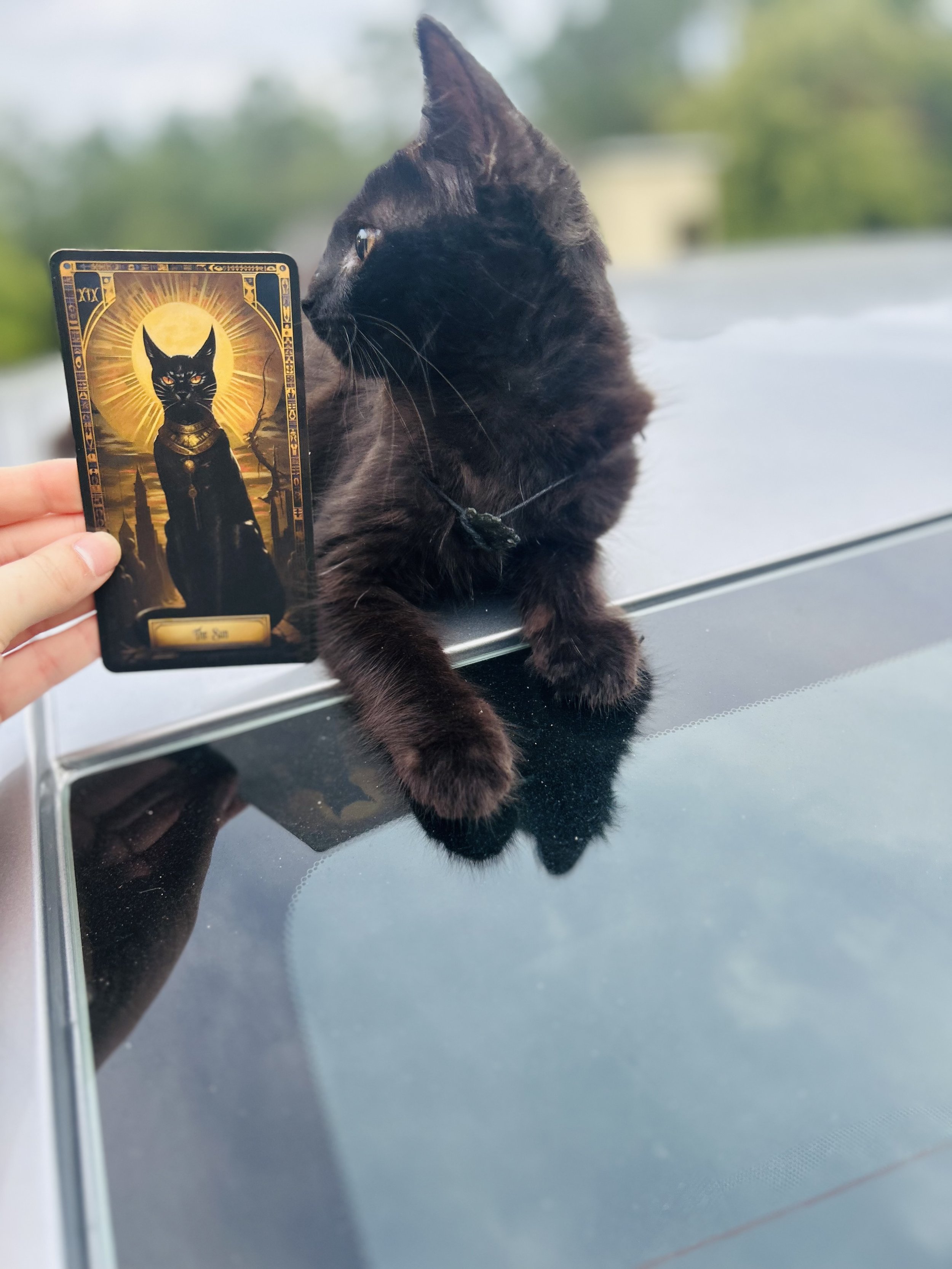 A black cat lying on a car dashboard next to a tarot card titled 'The Sun', held by a person with a thumb visible, with a blurry background of green trees and sky.