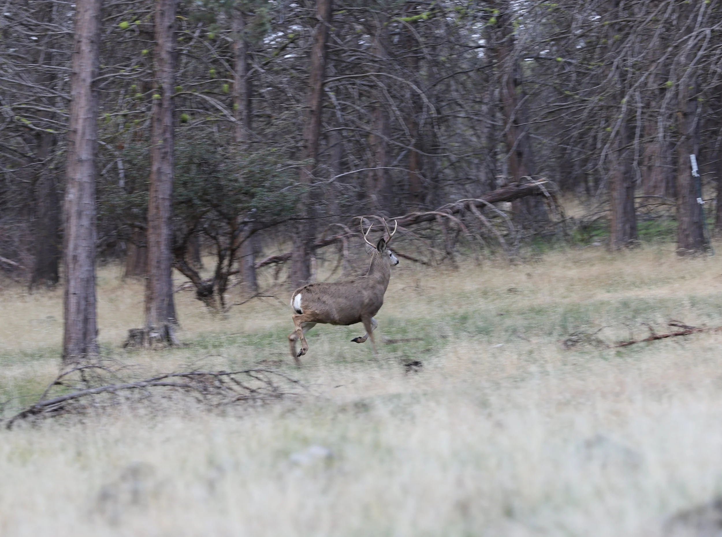 IMG_9297.JPG