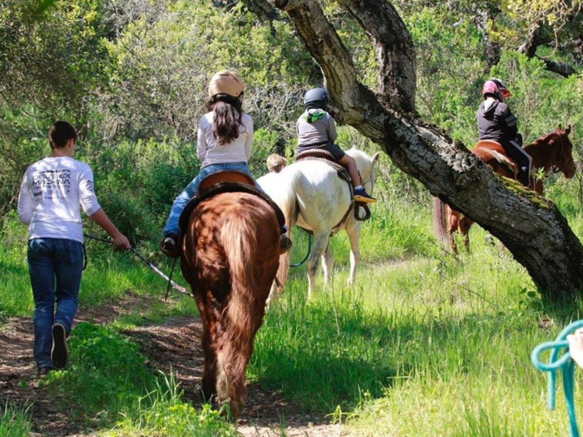 Grant Writing for Equine Therapy Nonprofit