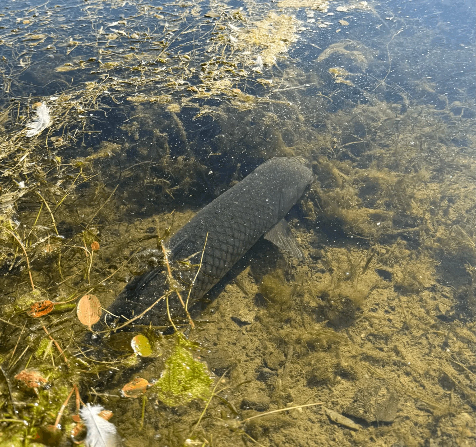 A weed ridden shallow pond surface with floating algae, weeds, and a single white feather. Grass carp eating submerged weeds.