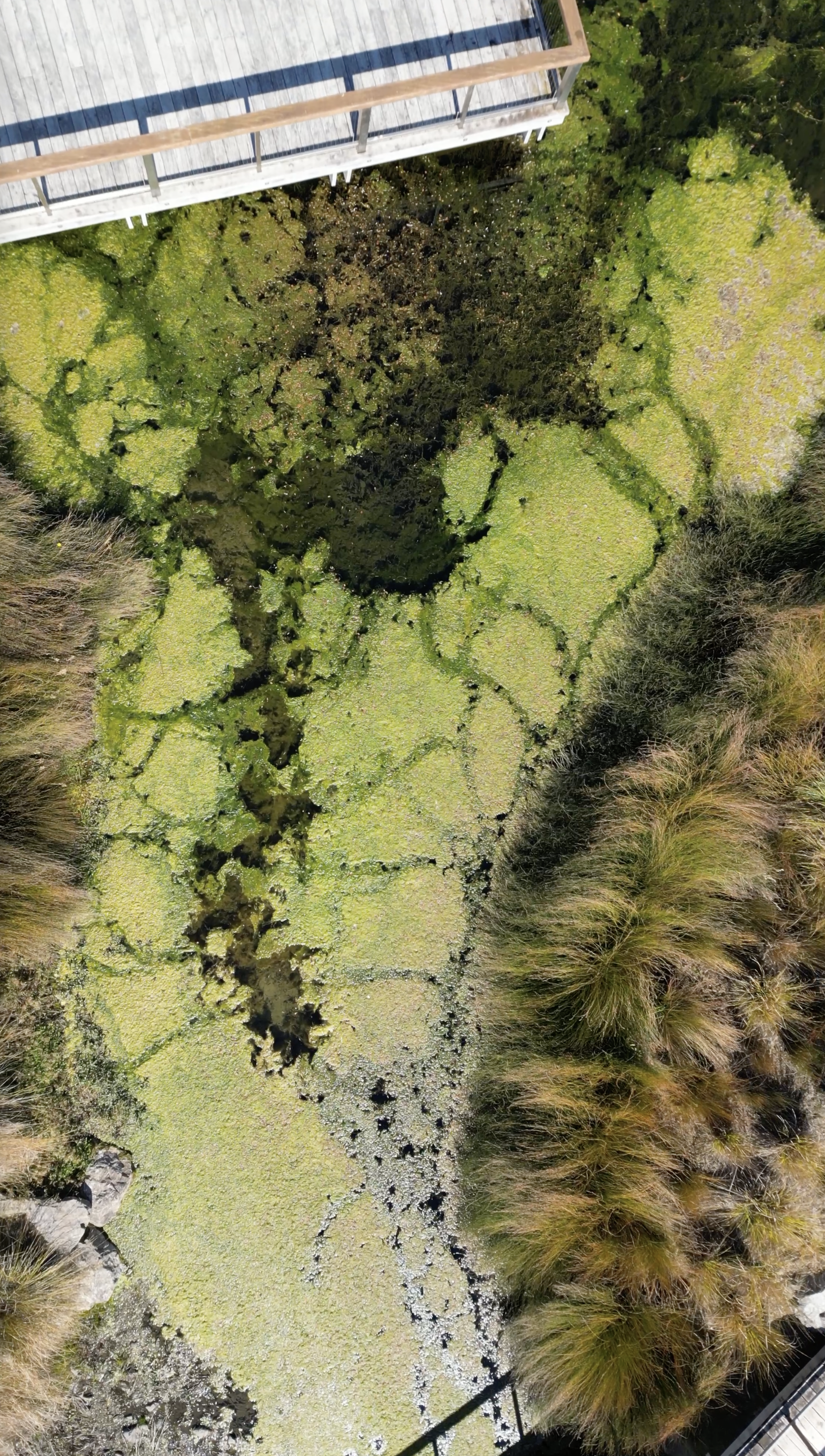 Aerial view of a pond with green weed and algae surrounded by trees, with a wooden deck on top.