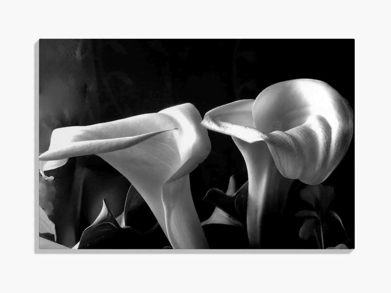 Lillies in the  light.png
