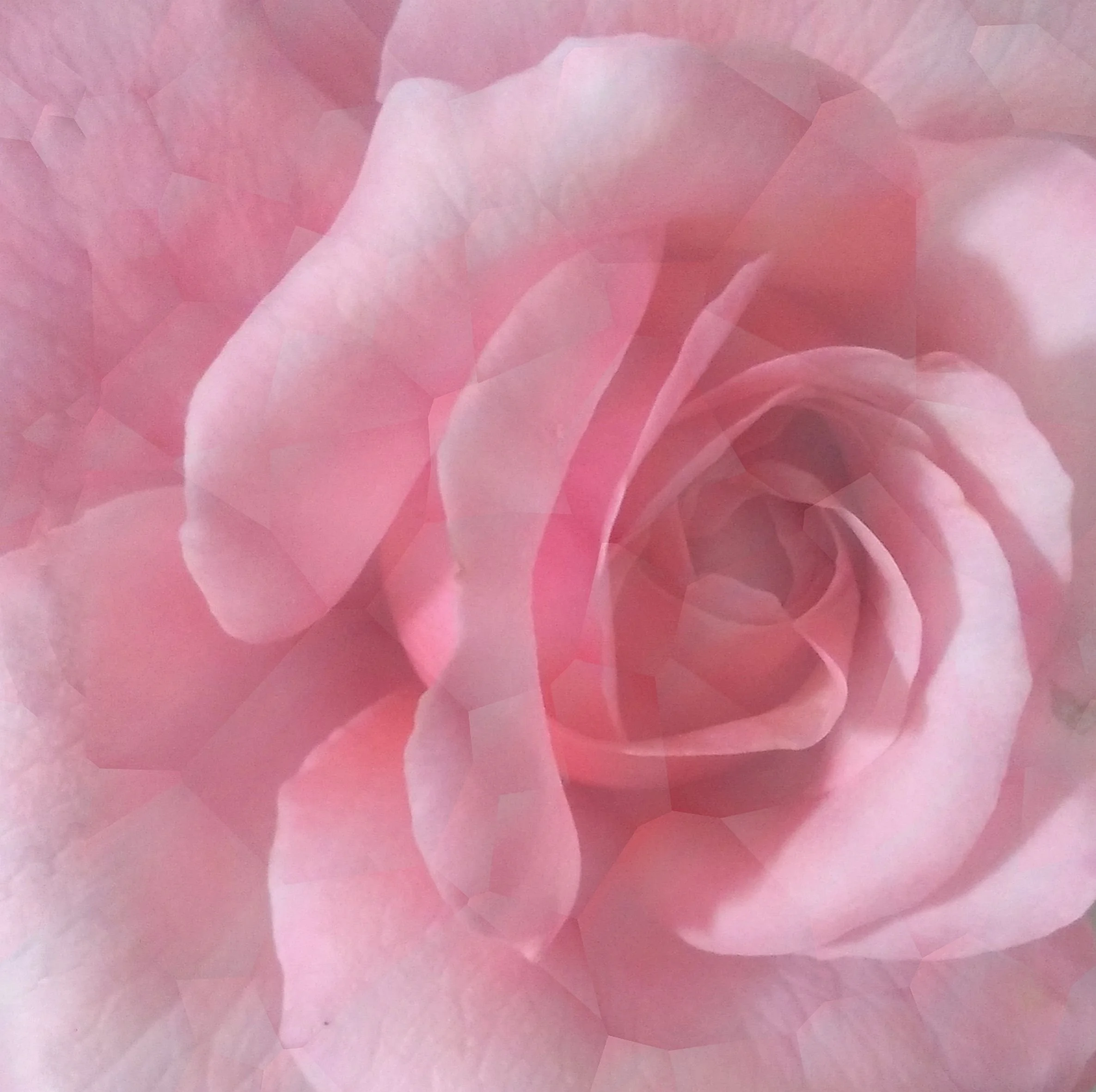 Rose Centre Bubbles.jpg