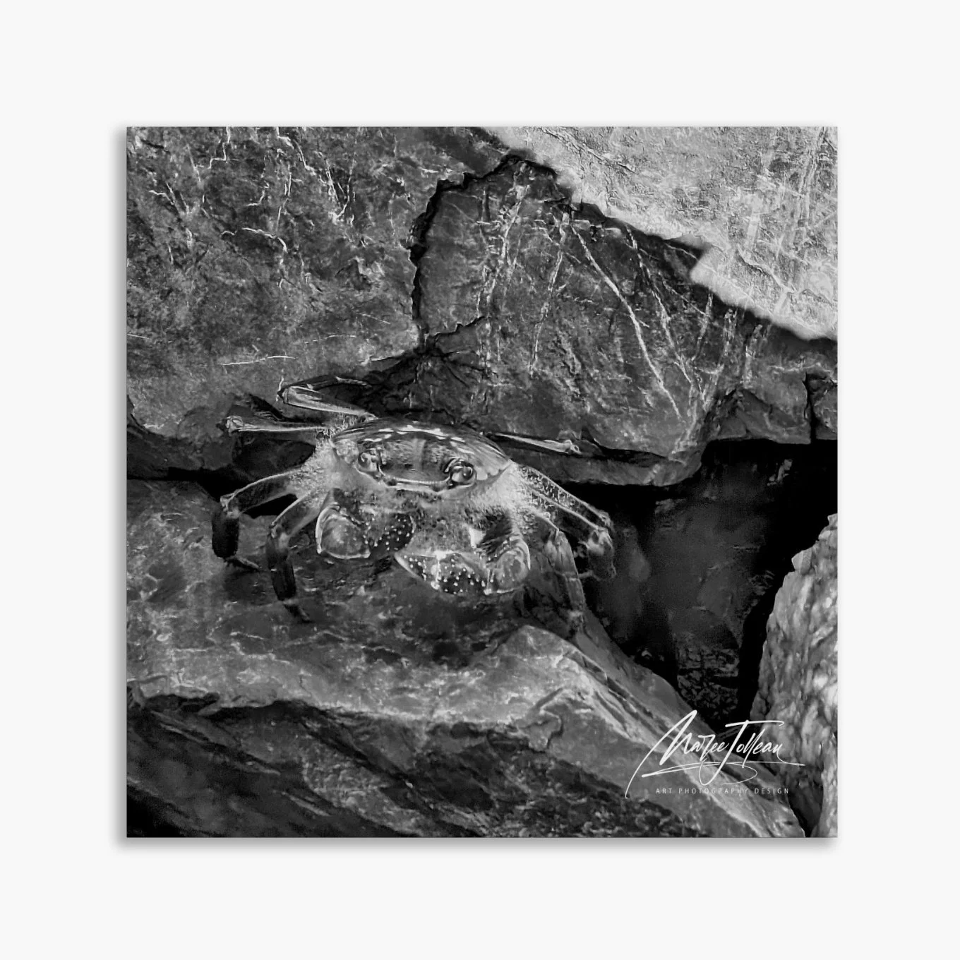 crab tile image.jpg