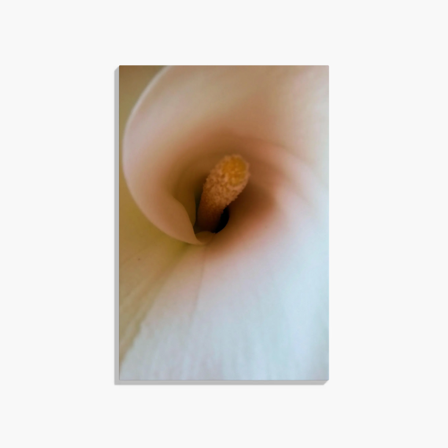 Lily