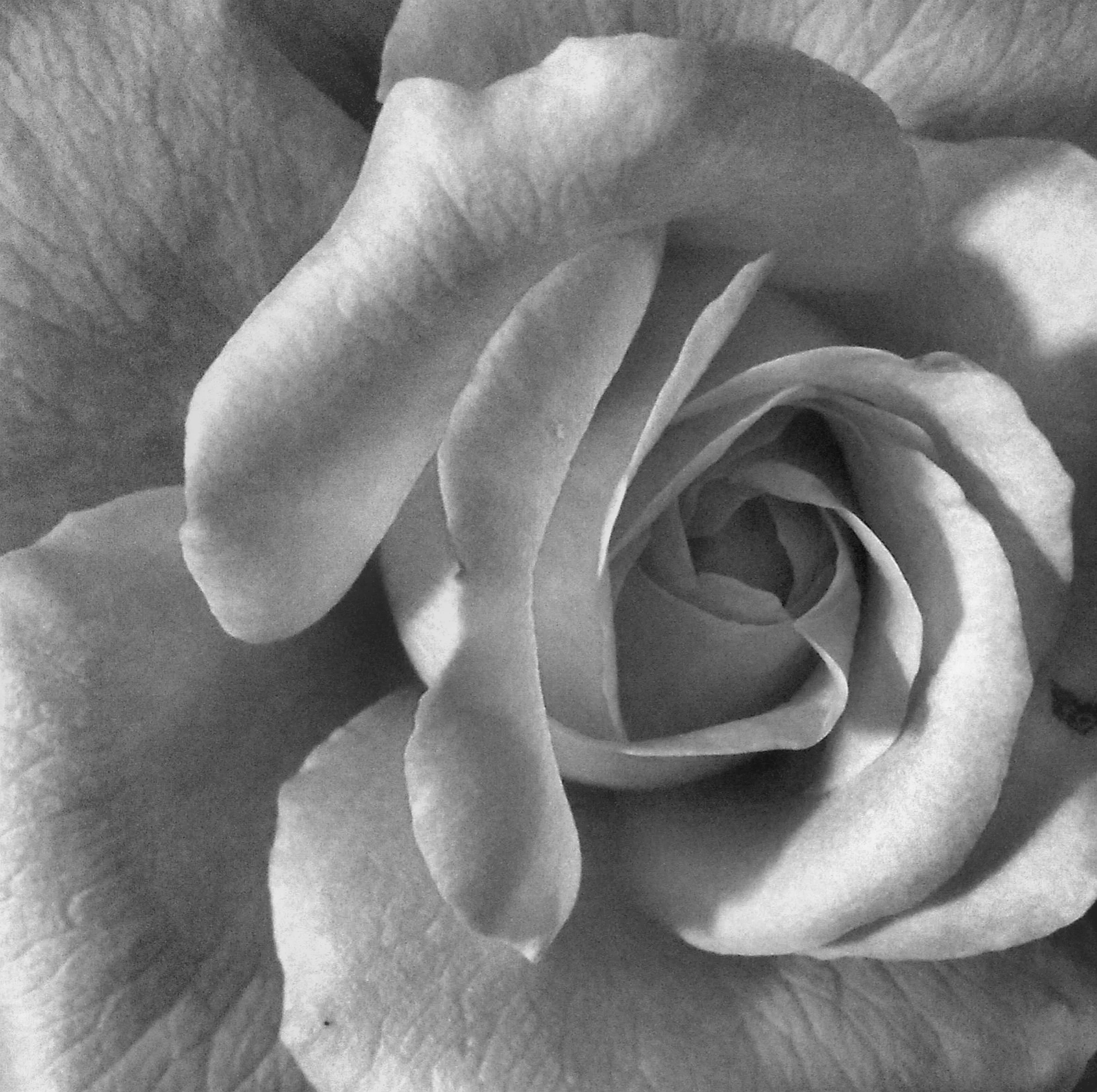 Rose Centre Black and White Logo.jpg