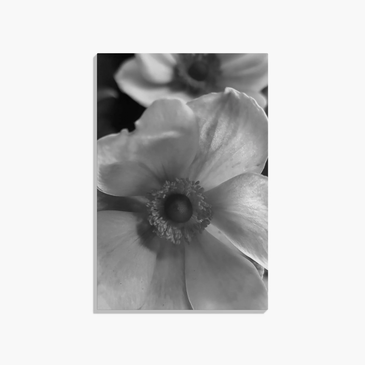 Japanese Windflower canvas 90x60.png