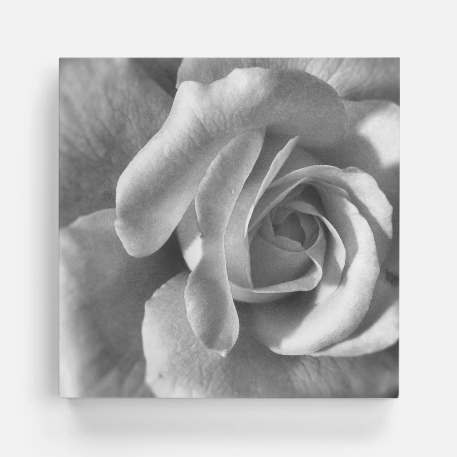 Rose.png