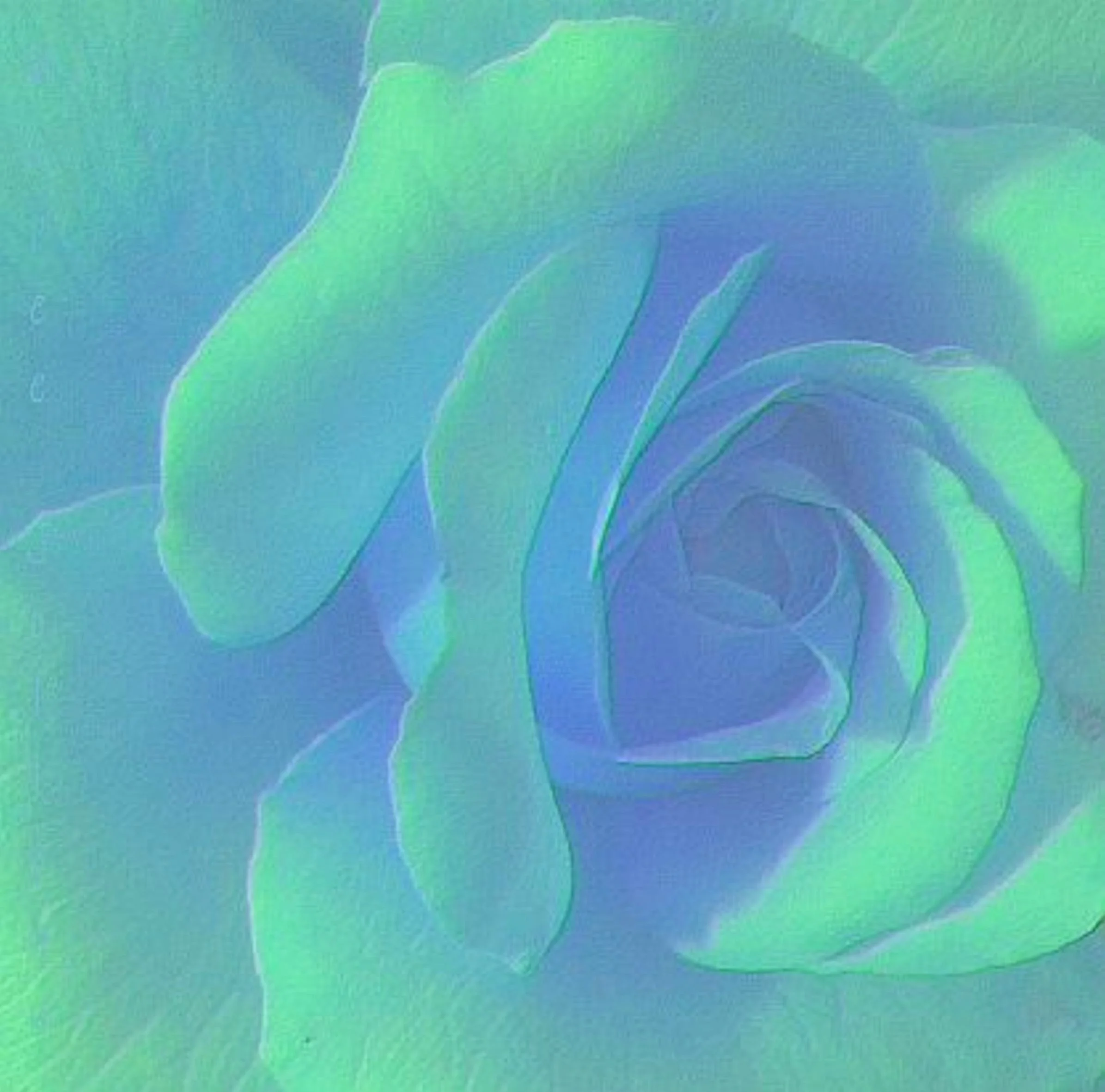 Rose Centre  colour increase blue.jpg