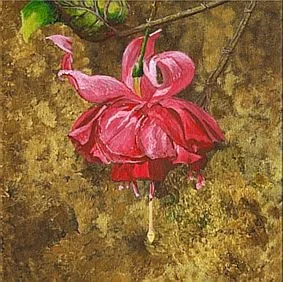 Fuschia