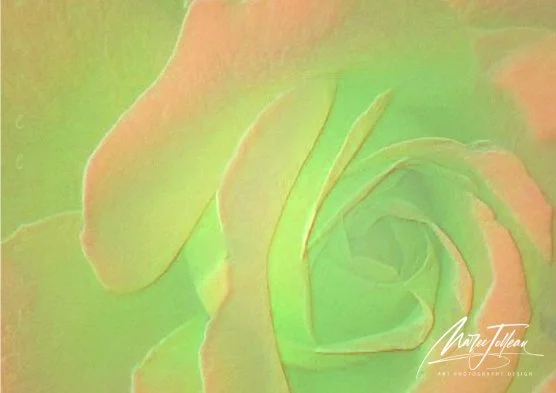 The Scent of a Rose