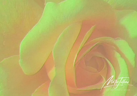 Rose 2.jpg