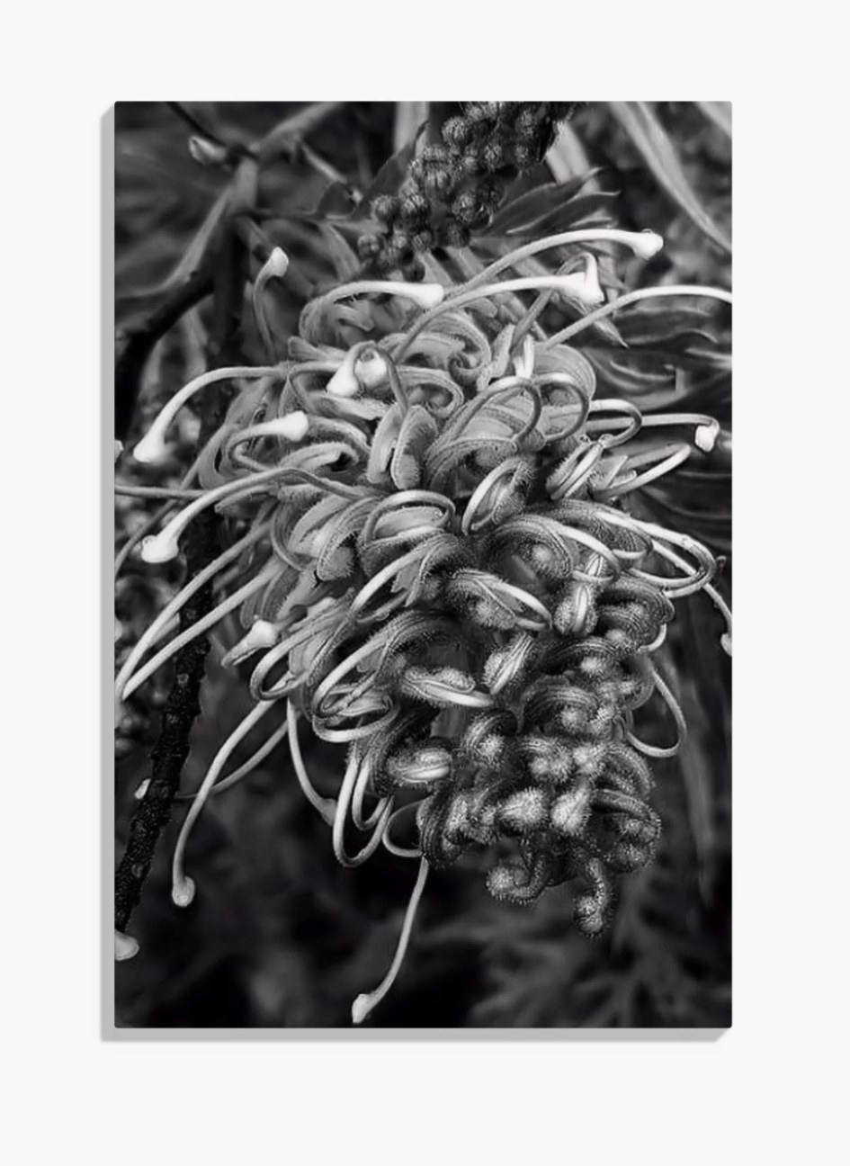Australian Grevillea.png