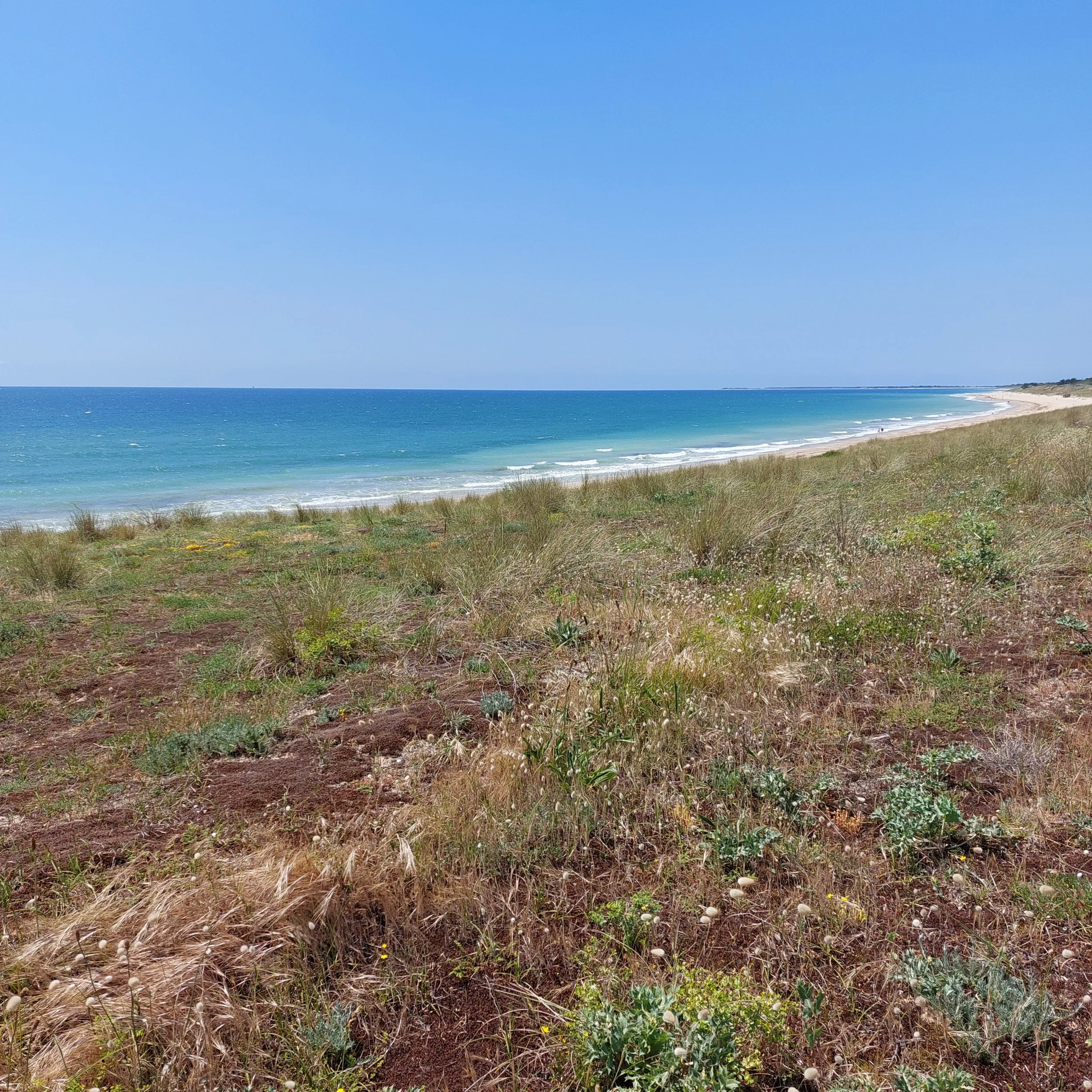 Plage de Gros Jonc _ île de Ré