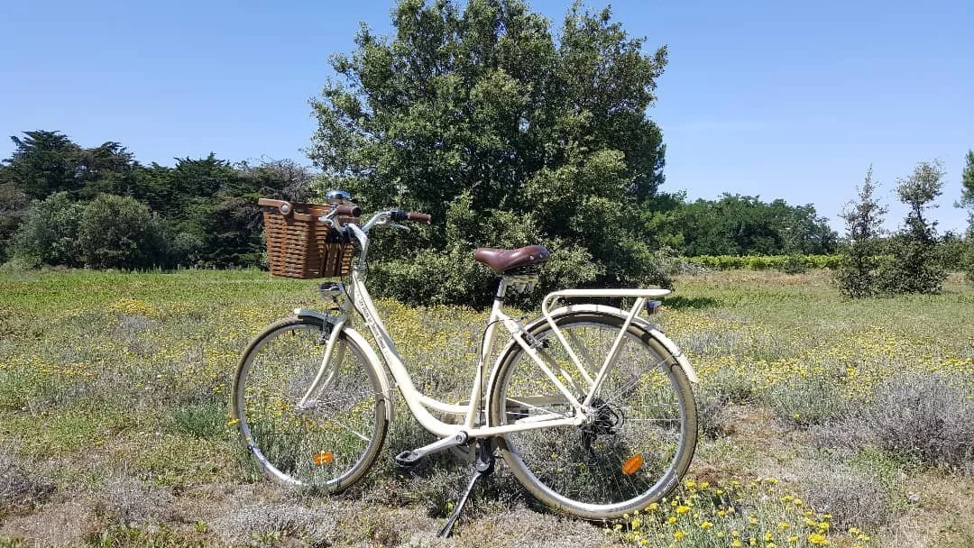 R&eacute; ouverture vendredi 22 !
R&eacute;servation sur lesvelosdesaintemarie.fr 
🌴☉
#ileder&eacute; #&icirc;ledere #locationveloiledere #balladevelo #decouvririledere #vacancesileder&eacute; #saintemarieder&eacute; #saintemariedere #ilederetourism